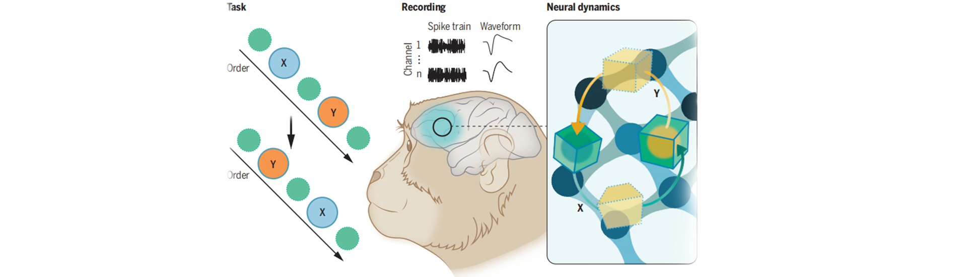 獼猴額葉皮層對空間序列信息的工作記憶編程